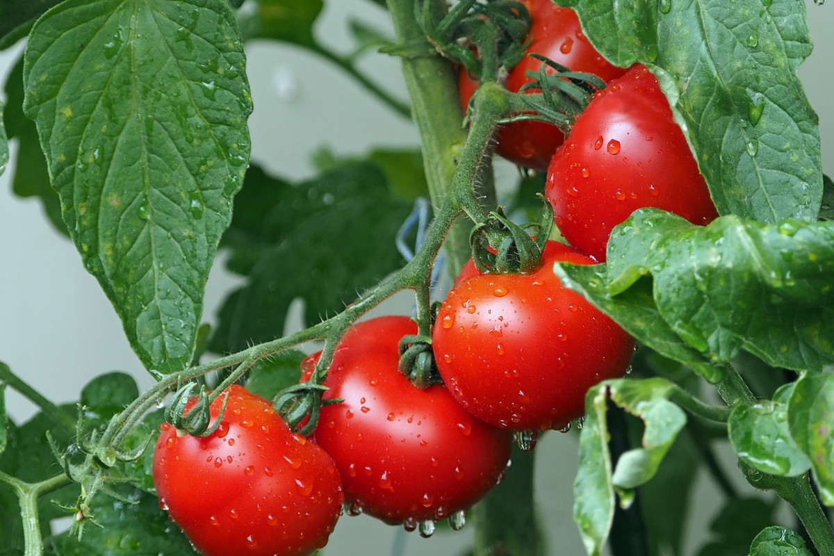 Растут быстрее, чем обычно: 2 простых удобрения дают крупный урожай томатов
