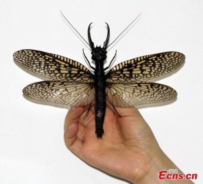 В Китае нашли самое большое водное насекомое