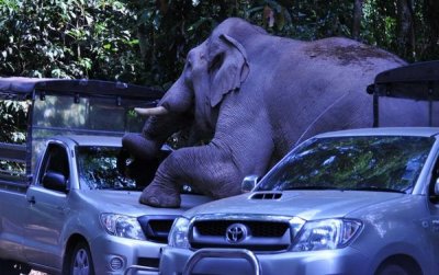 В Китае дикая слониха растоптала 15 автомобилей