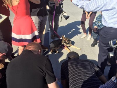 В США щенок, выпавший за борт лодки в Тихий океан, через месяц нашелся живым