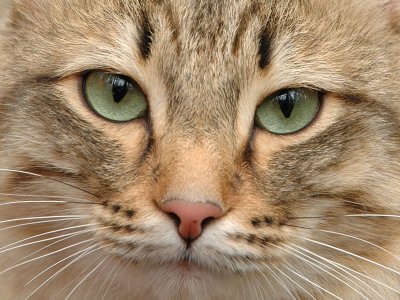 Глухая кошка пропала в Швейцарии, а нашлась в Германии