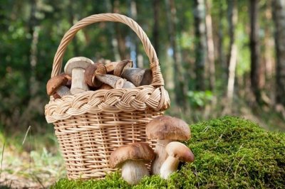 Есть ли сейчас грибы в лесу в Подмосковье: какие грибы в августе 2017