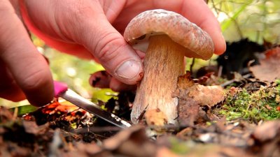 Есть ли грибы в Подмосковье сейчас: в сентябре 2018 в лесах пошли съедобные грибы 