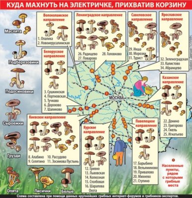 Куда махнуть с лукошком на выходные: Грибная карта Московской области