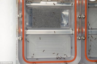 На МКС доставили муравьев для научных экспериментов
