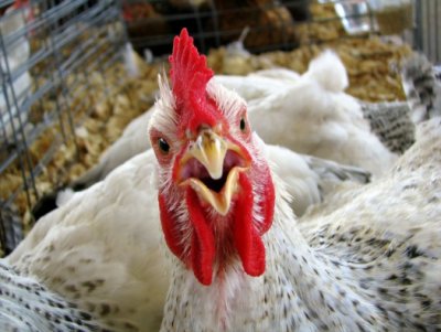 В Китае подтвержден факт заражения человека вирусом птичьего гриппа