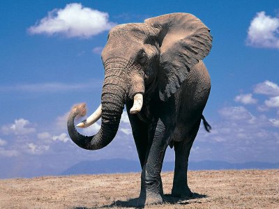 В ЮАР слон растоптал браконьера, а львы съели его тело
