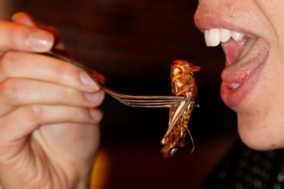 ООН: Еда из насекомых может решить проблему дефицита продовольствия в мире