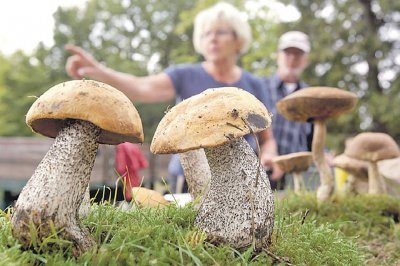 Медики рассказали о лечебных свойствах грибов