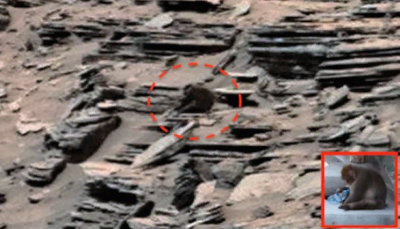 На снимках с Марса обнаружили парящую птицу
