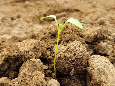 Ученые: Рост растительности на Земле снизился на 59%
