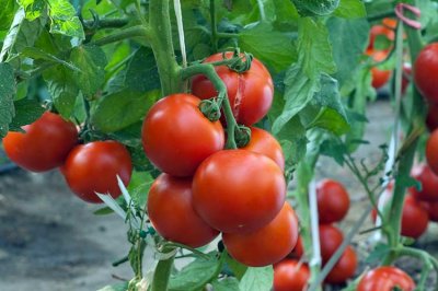 Диетологи рассказали, чем опасны осенние помидоры для здоровья