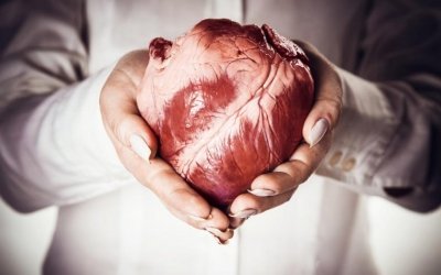 Кардиологи выяснили, как сердце предупреждает о развитии рака