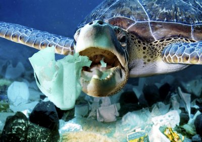 Greenpeace: в Мировой океан ежегодно попадает около 12 млн тонн пластикового мусора