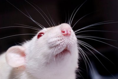 Астрологи рассказали, что нельзя дарить в год Белой Крысы 2020
