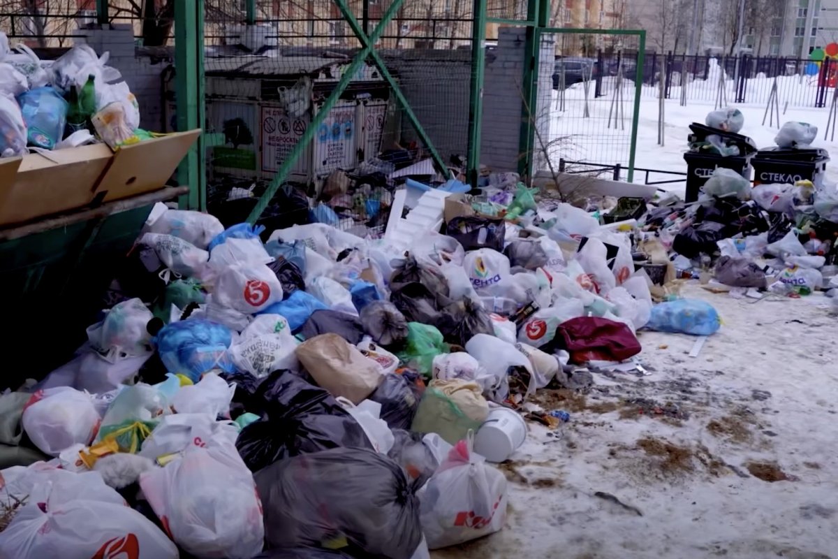 Нерегулярный вывоз мусора в Петербурге привел к распространению крыс