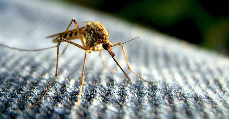 The Sun: комары чаще кусают людей с повышенным содержанием карбоновых кислот в запахе