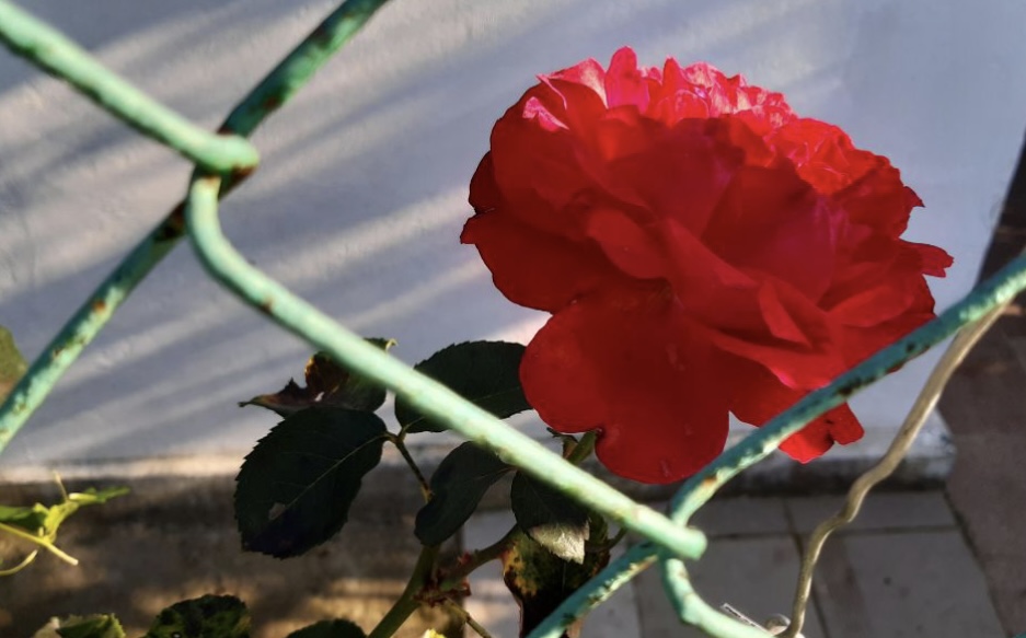 Как избавиться от тли на розах: самые эффективные способы