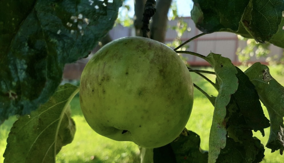 Что сделать, чтобы нарезанные яблоки не темнели: пять простых лайфхаков