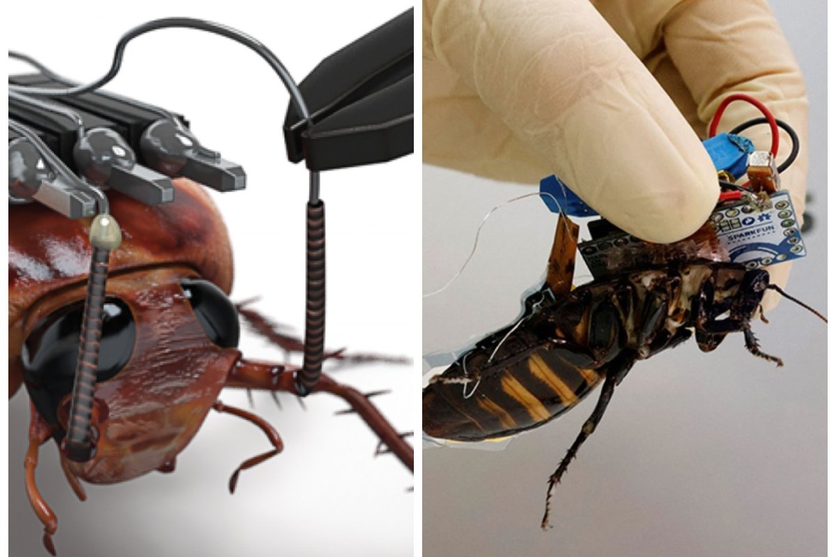 FE: в Сингапуре учёные нашли, как превратить тараканов в киборгов