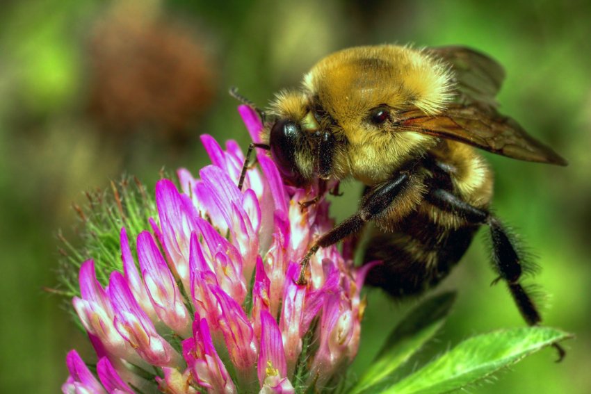 Деятельность Санкт-Петербургских пчеловодов будет регламентирована на законодательном уровне