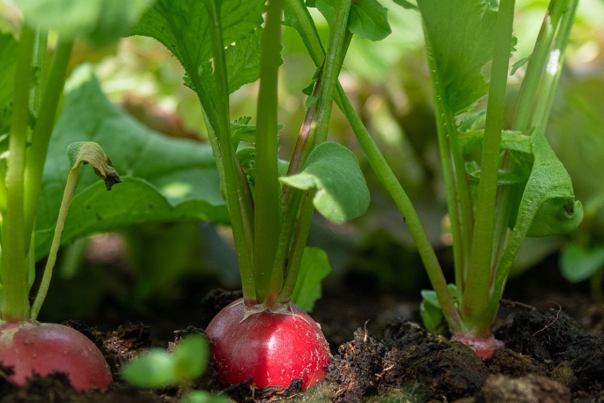 Редис вырастет сочным и крупным: бросьте в почву это простое и бесплатное удобрение
