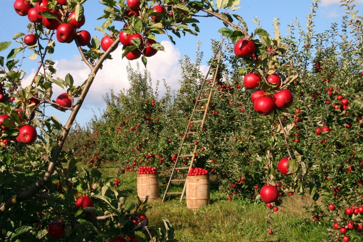 От монилиоза яблони спасут эти обработки: проведите их обязательно весной