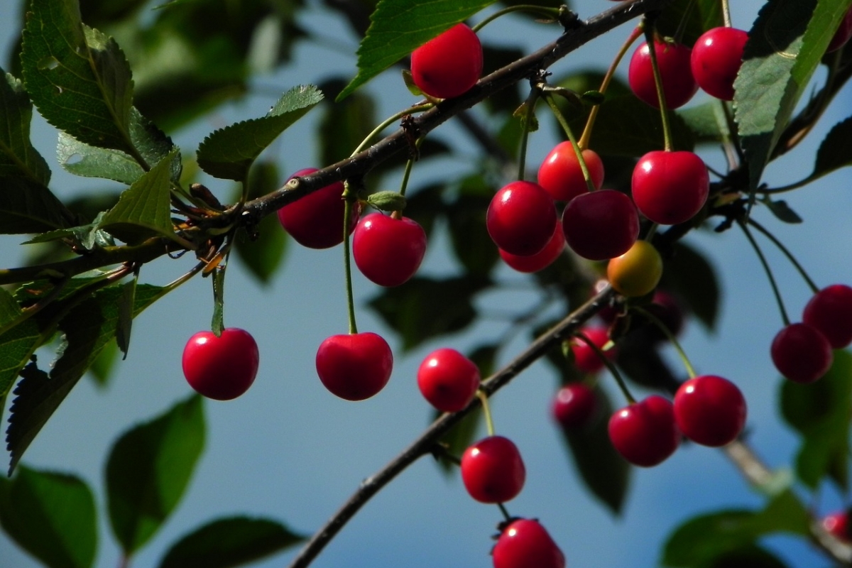 Крупные и сладкие плоды: эти подкормки помогут для хорошего урожая вишни
