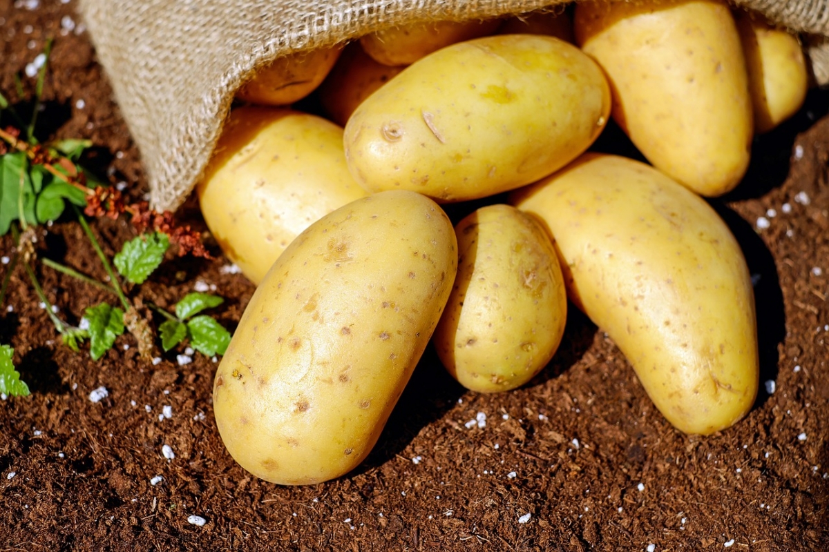 Россияне ошарашены: дачников предупредили о штрафах за картофель