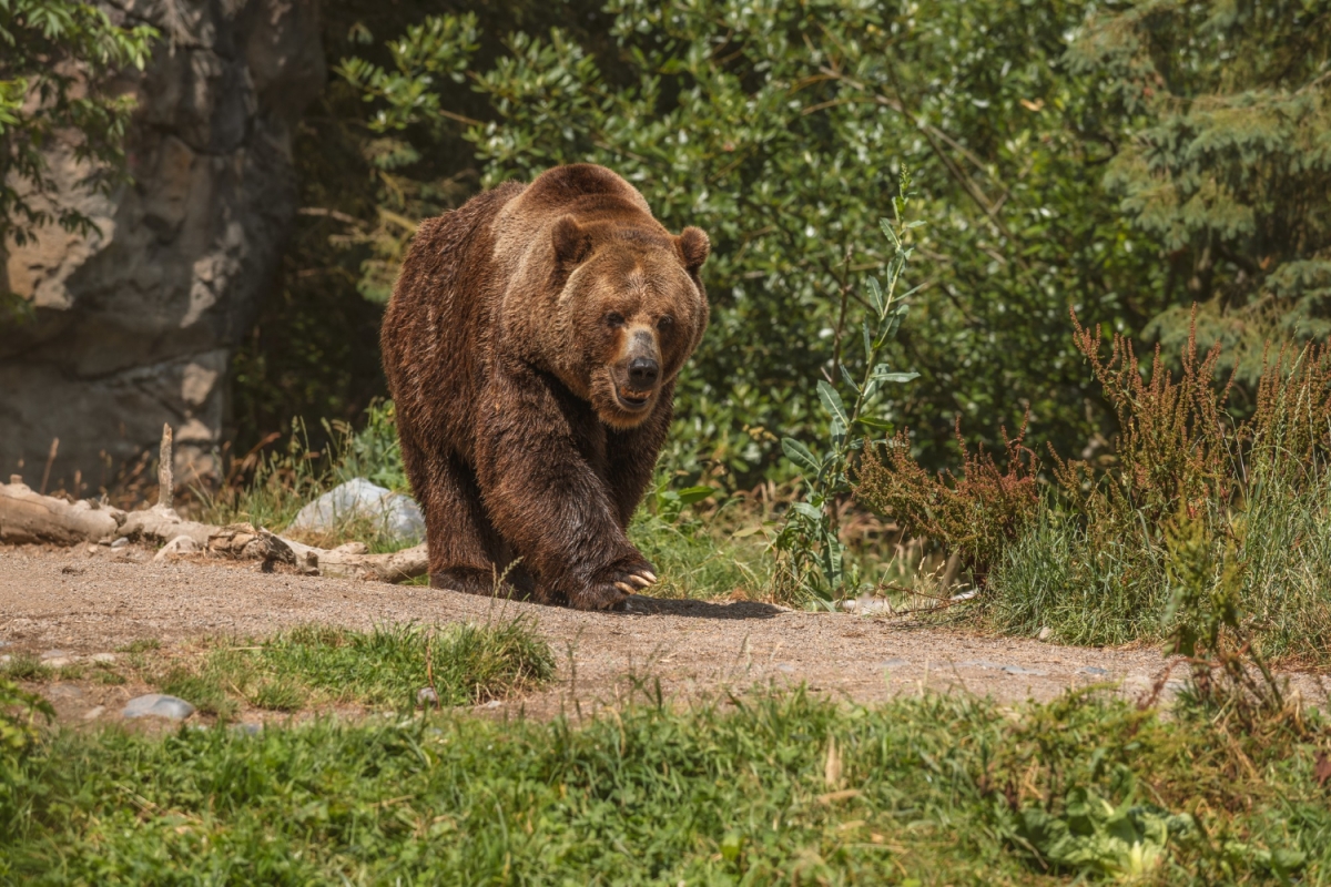 На съемочную площадку «Последнего героя» на Алтае забрел медведь