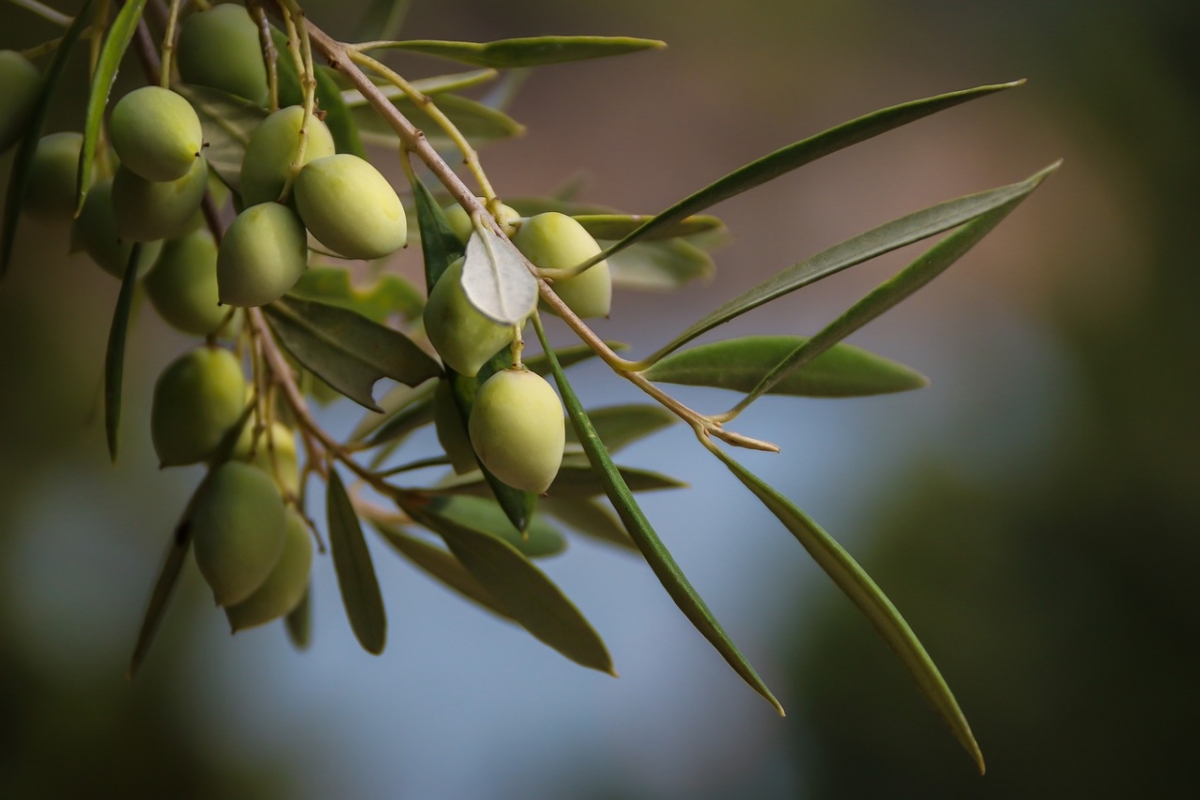Диабет не грозит: вещество для снижения сахара в крови нашли в оливках