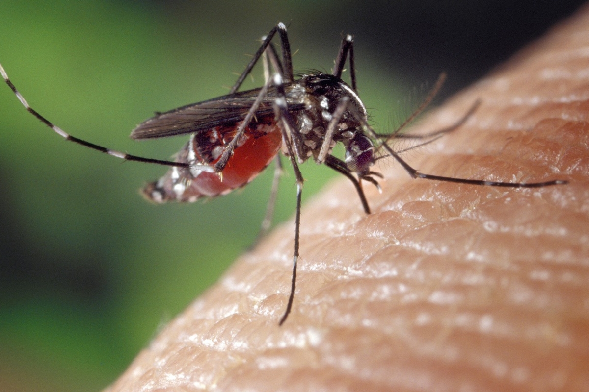 Стало известно, что делает человека наиболее привлекательным для комаров