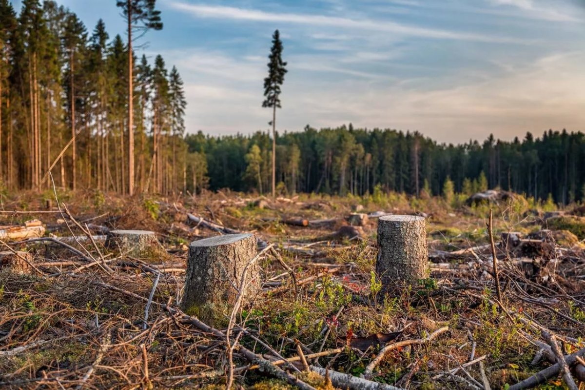вырубка леса экология